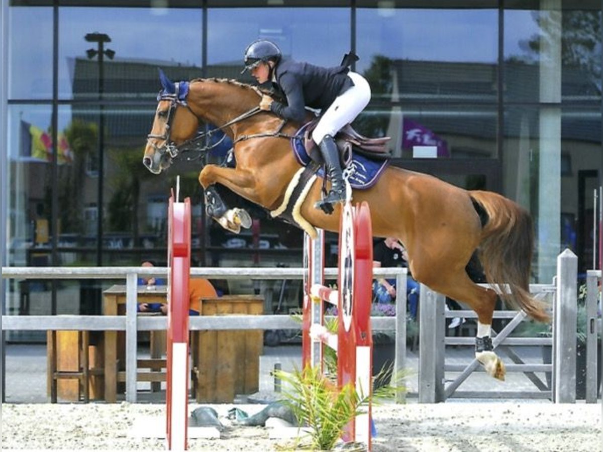 Belgijski koń gorącokrwisty Klacz 11 lat 162 cm Ciemnokasztanowata in Forville