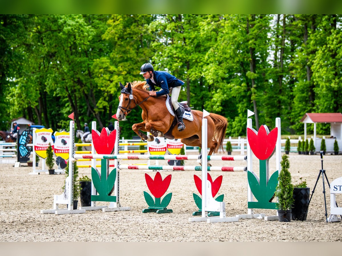 Belgijski koń gorącokrwisty Klacz 11 lat 164 cm Kasztanowata in Serock