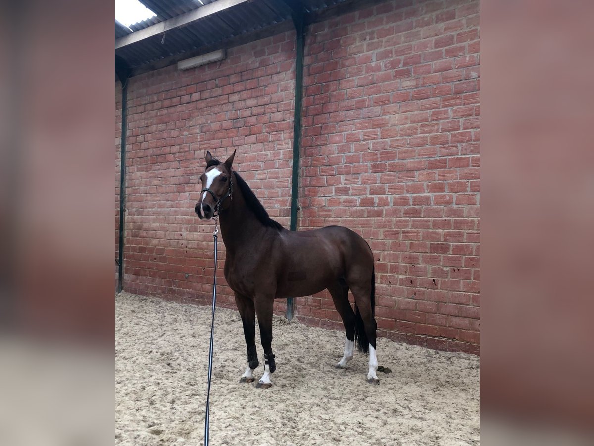 Belgijski koń gorącokrwisty Klacz 11 lat 175 cm Gniada in Liège
