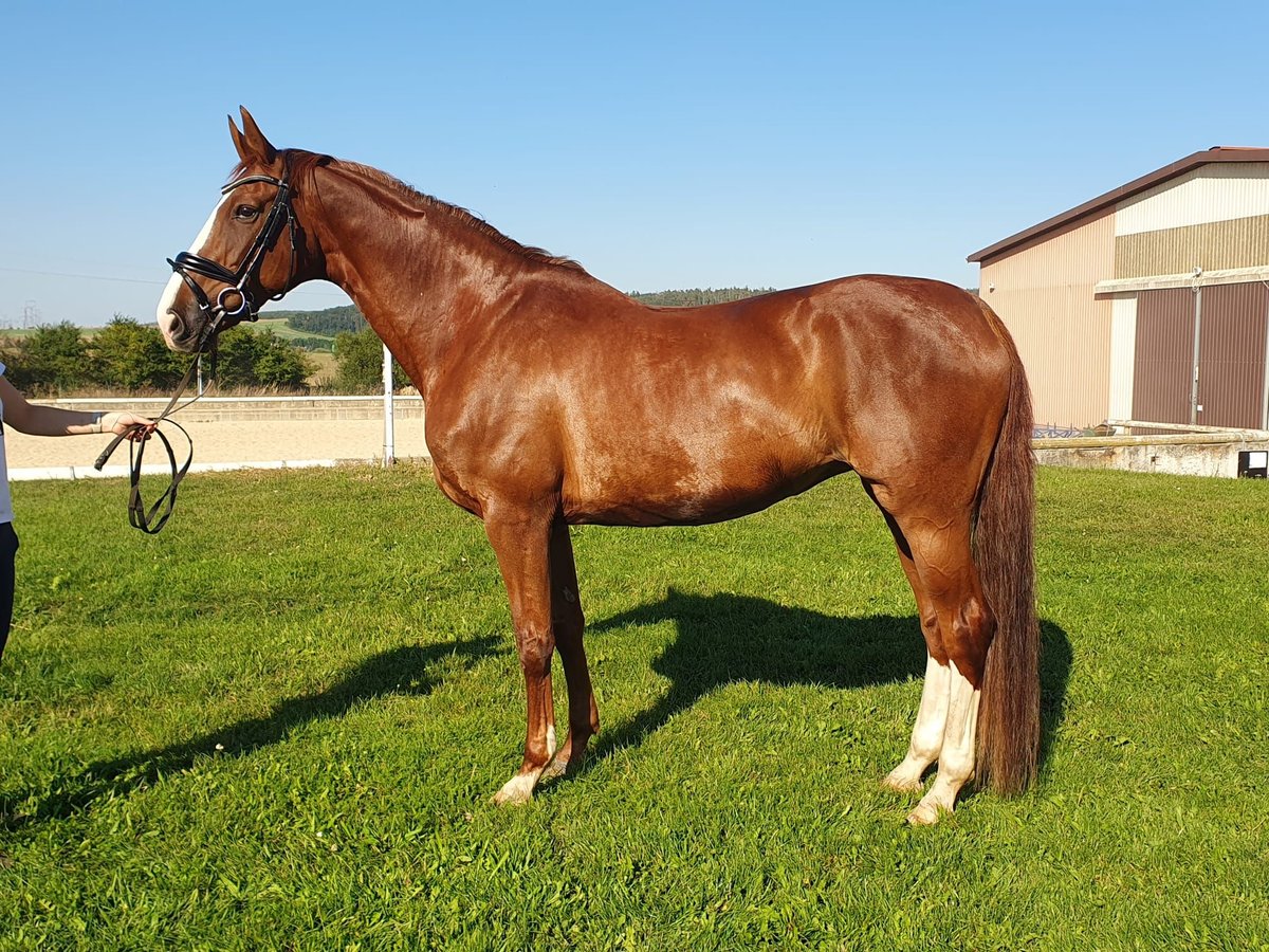 Belgijski koń gorącokrwisty Klacz 13 lat 166 cm Kasztanowata in Brno