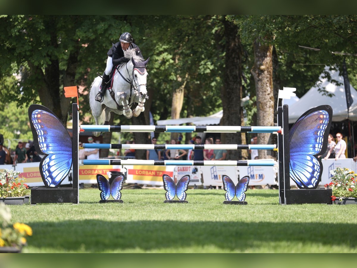 Belgijski koń gorącokrwisty Klacz 13 lat 168 cm Siwa in GROTE-BROGEL