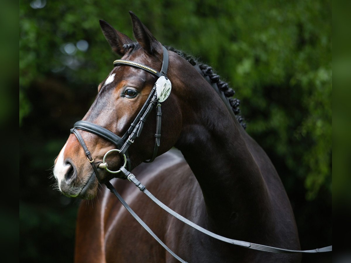 Belgijski koń gorącokrwisty Klacz 13 lat 170 cm Gniada in Emden