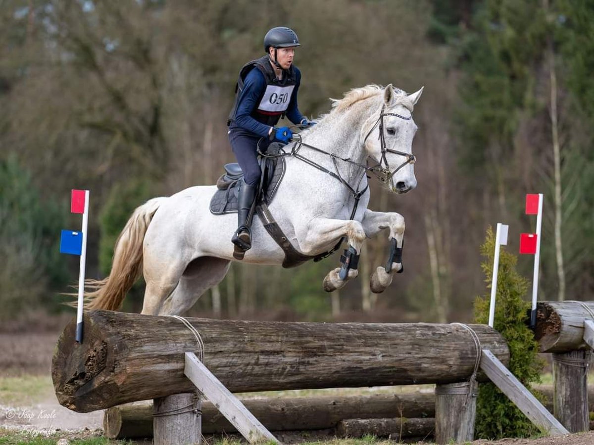 Belgijski koń gorącokrwisty Klacz 14 lat 174 cm Siwa in Wijk en Aalburg