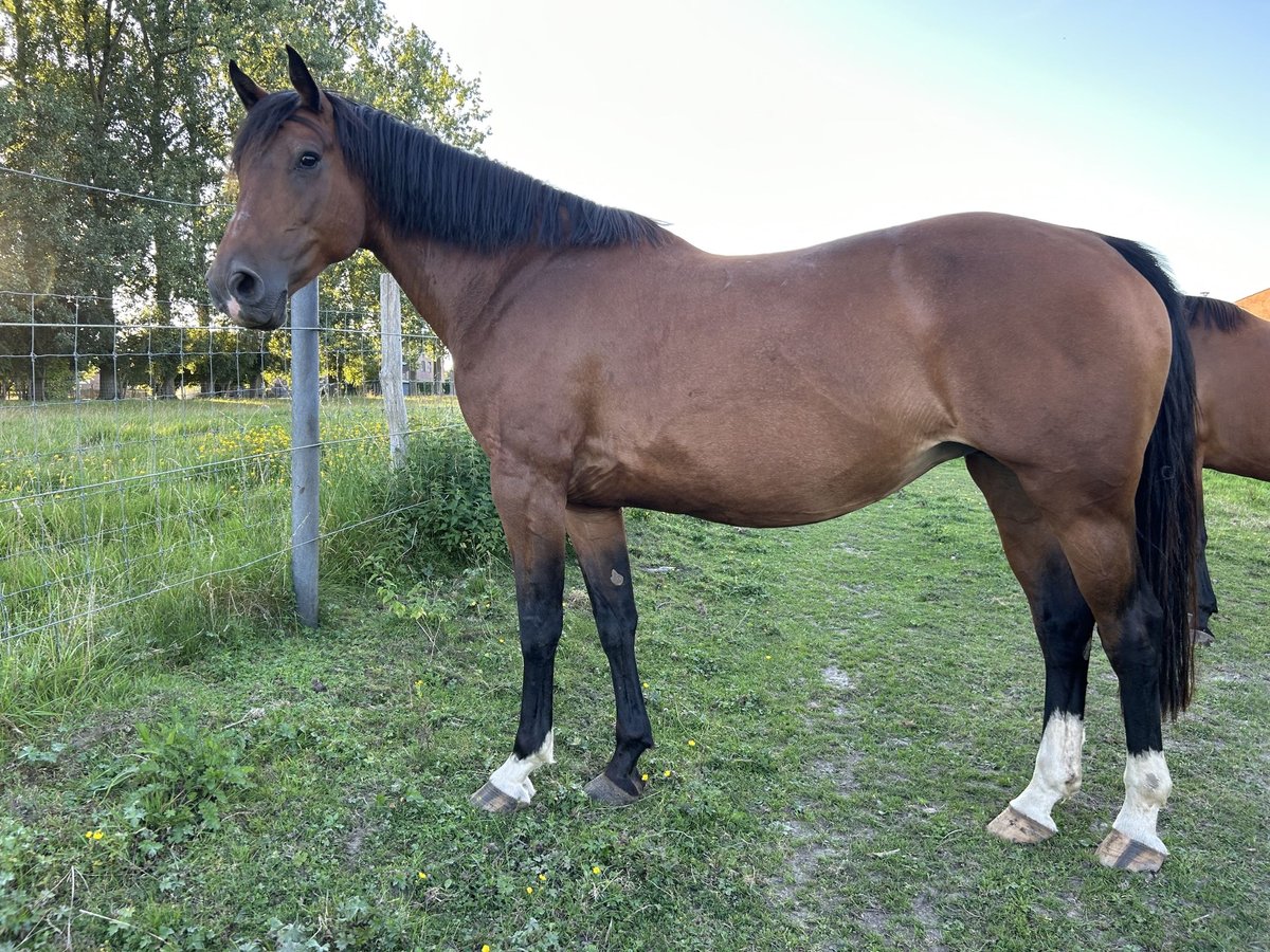 Belgijski koń gorącokrwisty Klacz 15 lat 167 cm Gniada in Dendehoutem