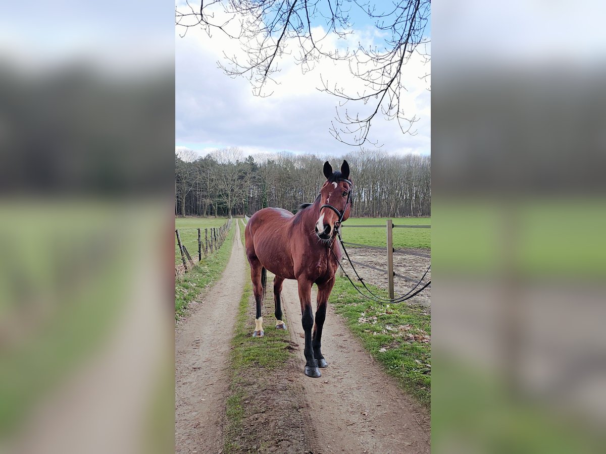 Belgijski koń gorącokrwisty Klacz 16 lat 165 cm Ciemnogniada in Tessenderlo