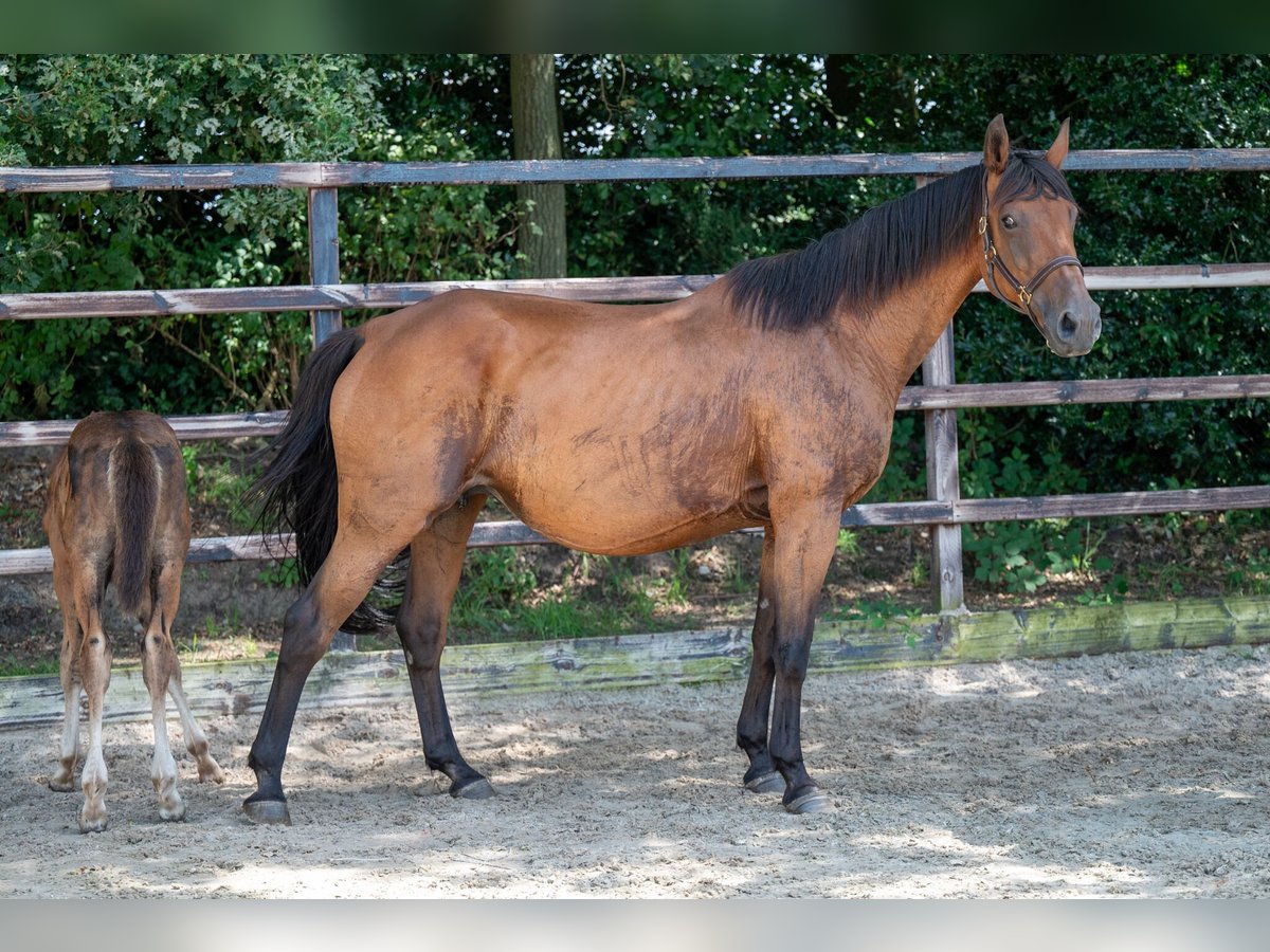 Belgijski koń gorącokrwisty Klacz 17 lat 172 cm Gniada in GROTE-BROGEL