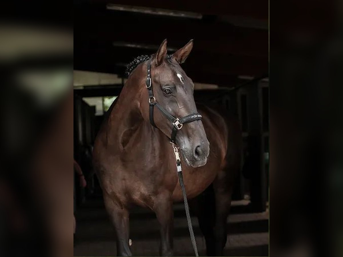 Belgijski koń gorącokrwisty Klacz 18 lat 170 cm Ciemnogniada in Wiehl