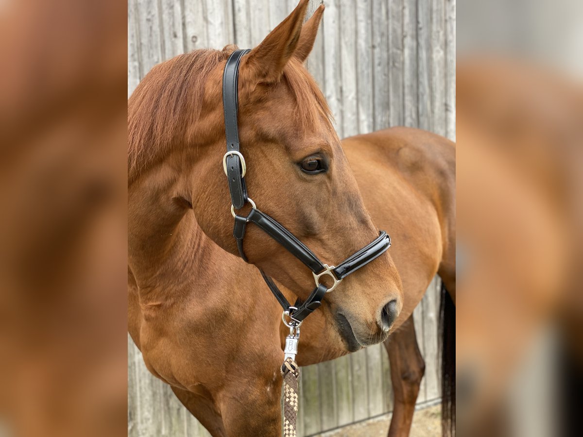 Belgijski koń gorącokrwisty Klacz 18 lat 170 cm Kasztanowata in Gilching