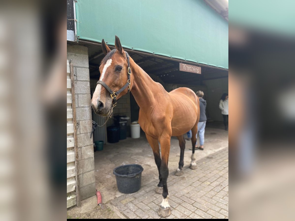 Belgijski koń gorącokrwisty Klacz 19 lat 175 cm Gniada in Ossendrecht