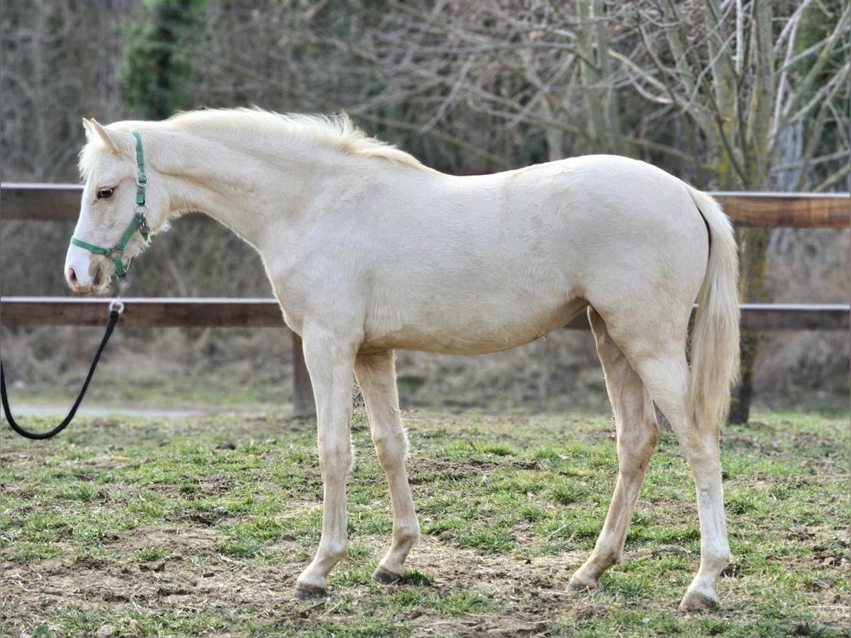 Belgijski koń gorącokrwisty Klacz 1 Rok 136 cm Izabelowata in Visz