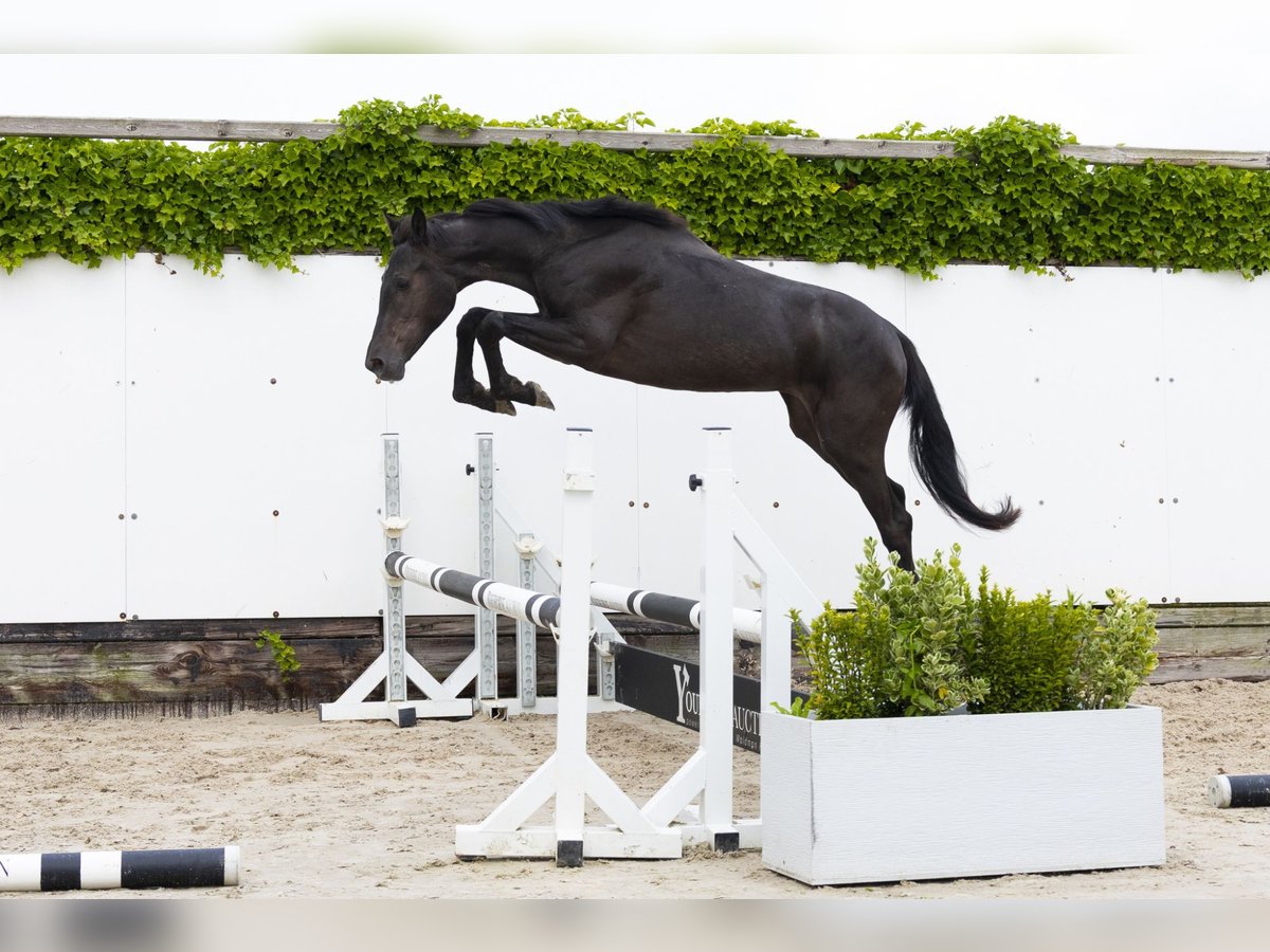 Belgijski koń gorącokrwisty Klacz 2 lat 145 cm Kara in Waddinxveen