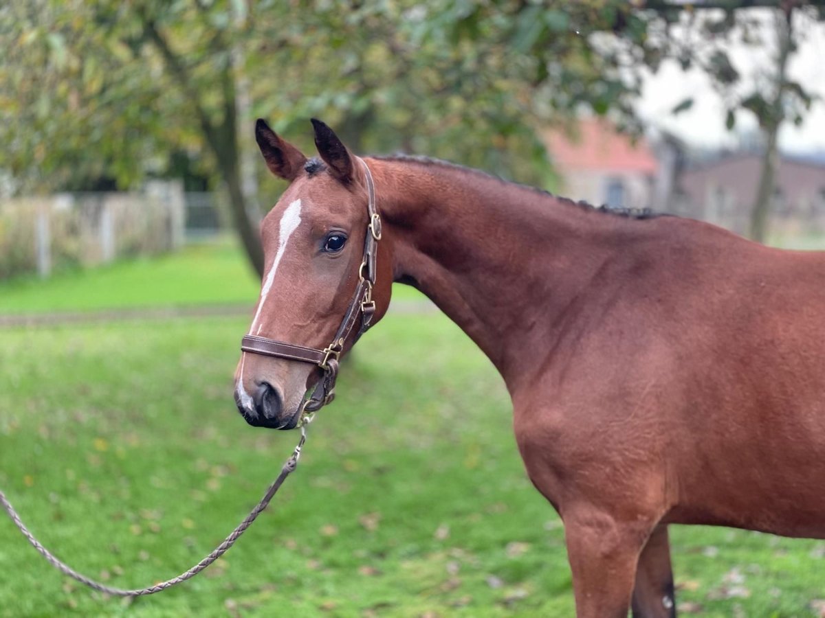 Belgijski koń gorącokrwisty Klacz 3 lat 152 cm Gniada in GROTE-BROGEL