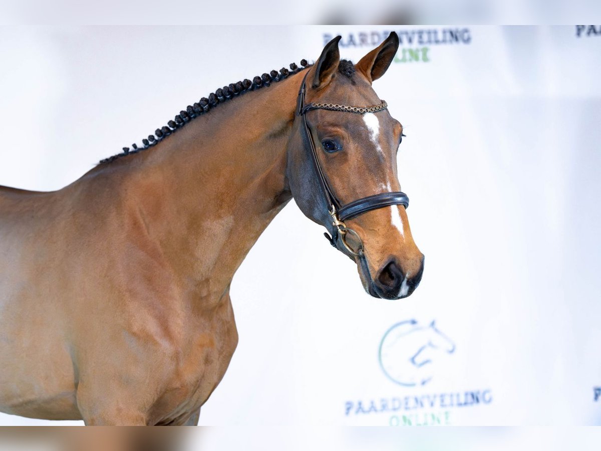 Belgijski koń gorącokrwisty Klacz 3 lat 161 cm Gniada in Heerde