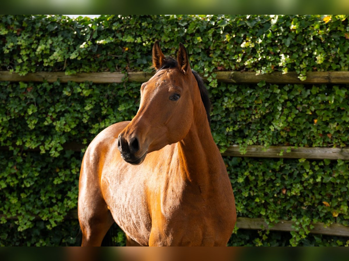 Belgijski koń gorącokrwisty Klacz 4 lat 162 cm Gniada in Waddinxveen