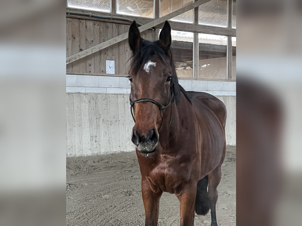 Belgijski koń gorącokrwisty Klacz 4 lat 163 cm Gniada in Neuried