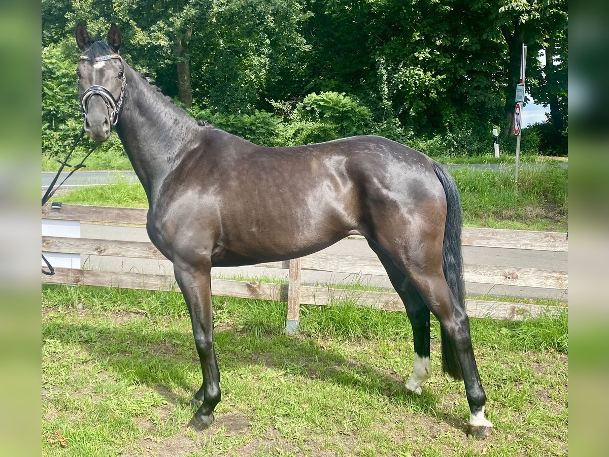 Belgijski koń gorącokrwisty Klacz 4 lat 164 cm Kara in Hude (Oldenburg)