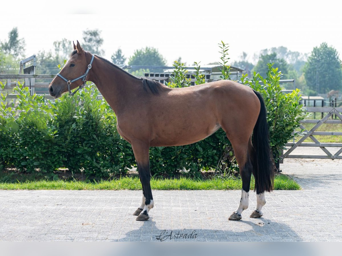 Belgijski koń gorącokrwisty Klacz 4 lat 165 cm Gniada in Bladel