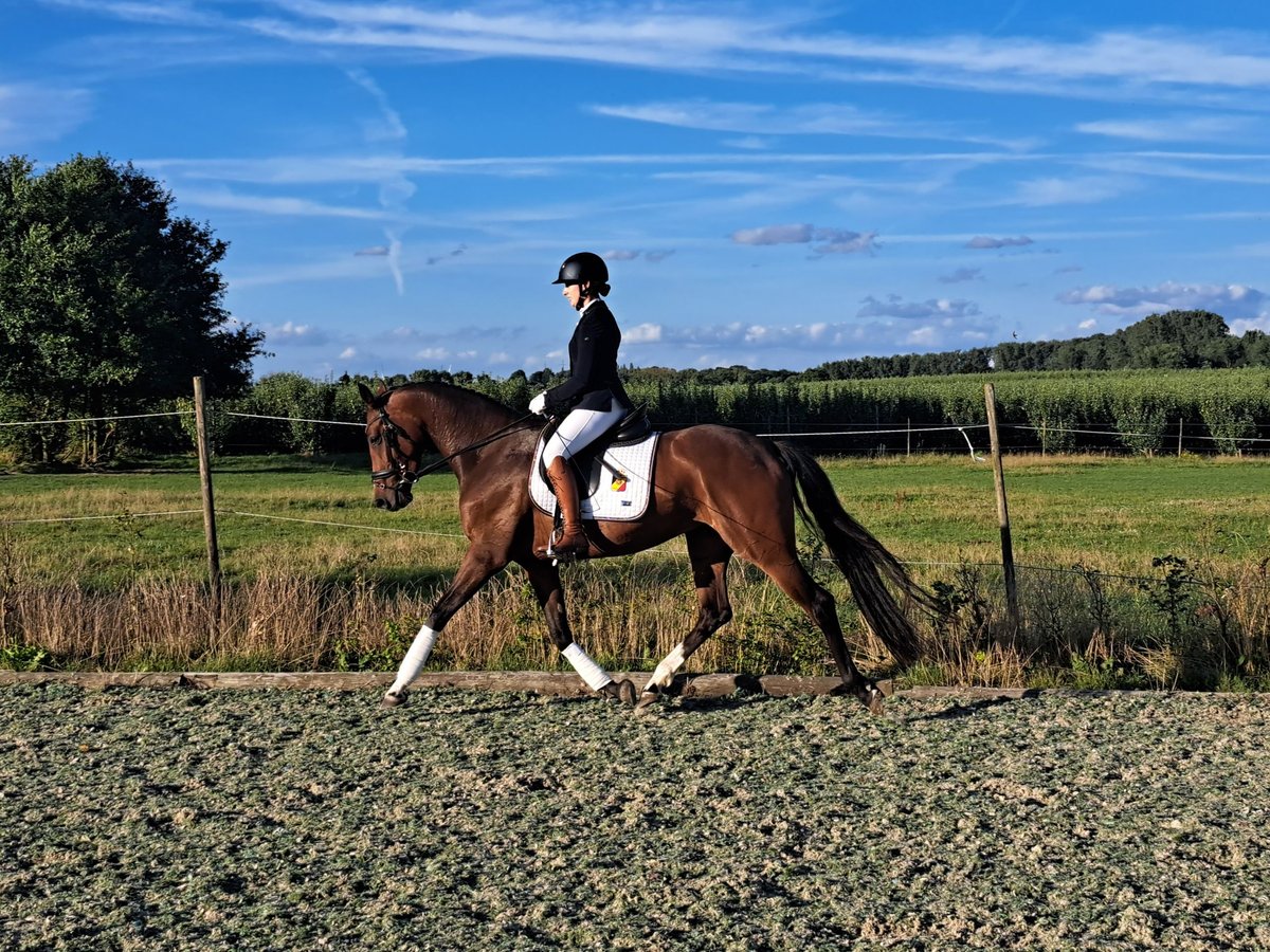 Belgijski koń gorącokrwisty Klacz 4 lat 167 cm Ciemnogniada in Peer