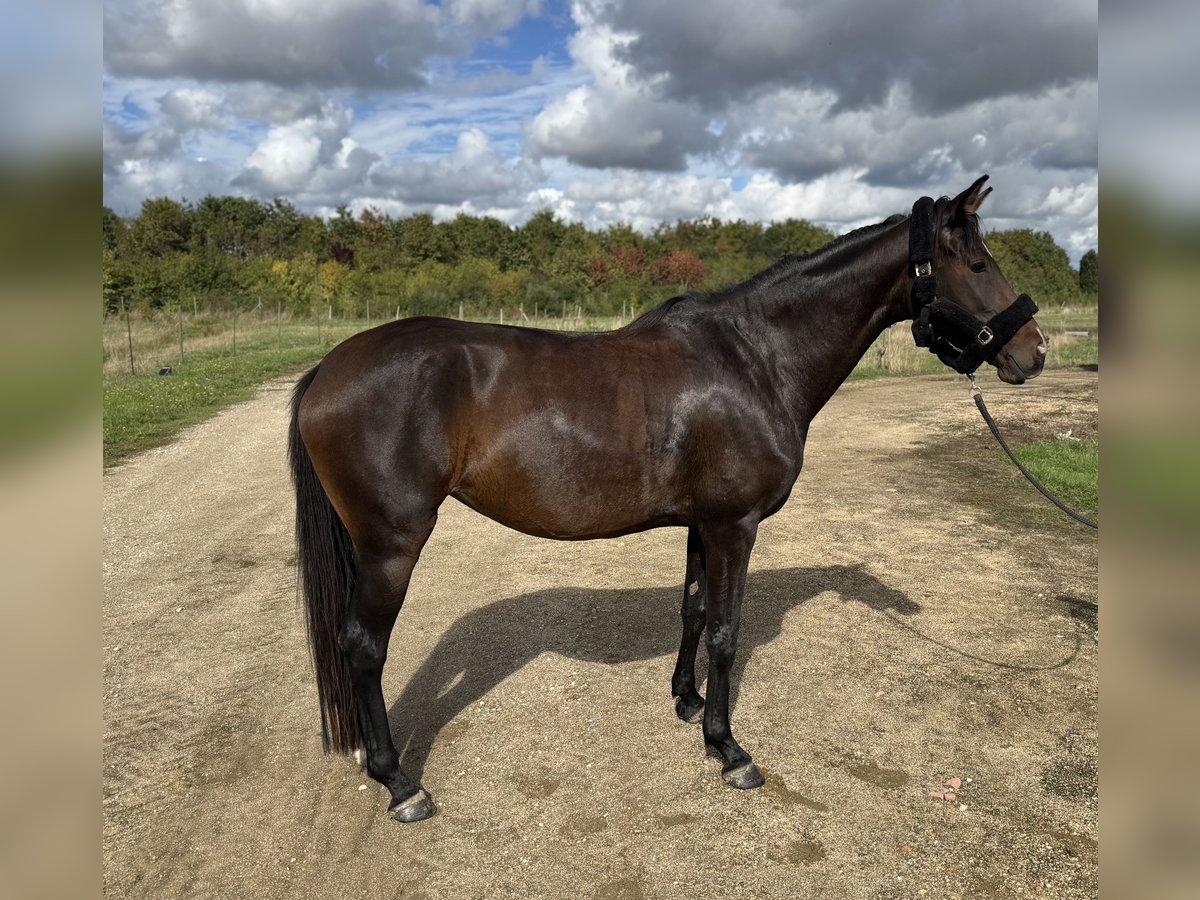 Belgijski koń gorącokrwisty Klacz 4 lat 168 cm Kasztanowata in Saint-Denis-en-Val