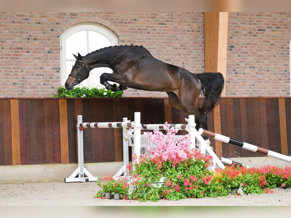 Belgijski koń gorącokrwisty Klacz 4 lat 169 cm Ciemnogniada in Bladel