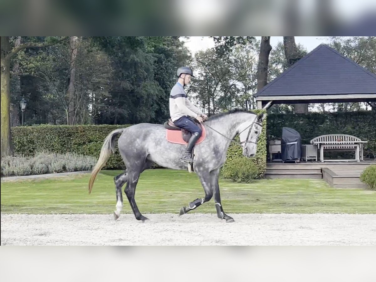 Belgijski koń gorącokrwisty Klacz 4 lat 170 cm Siwa in GROTE-BROGEL