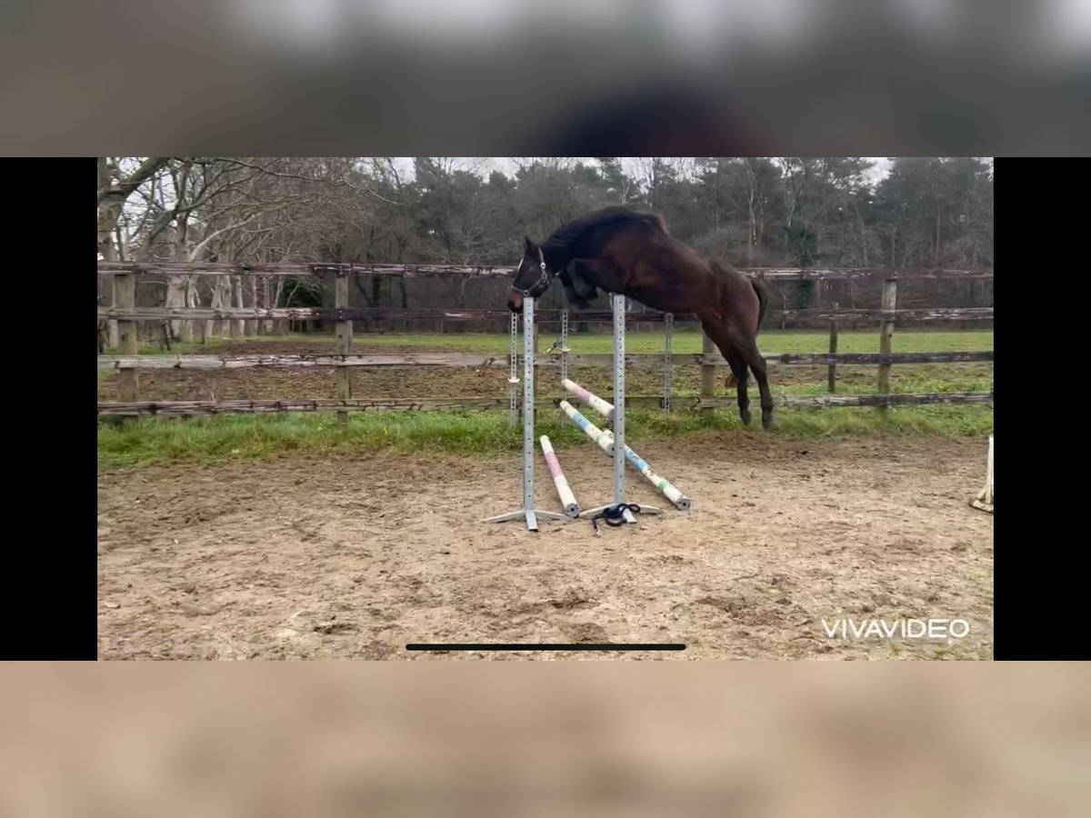 Belgijski koń gorącokrwisty Klacz 4 lat 171 cm Ciemnogniada in Neerglabbeek