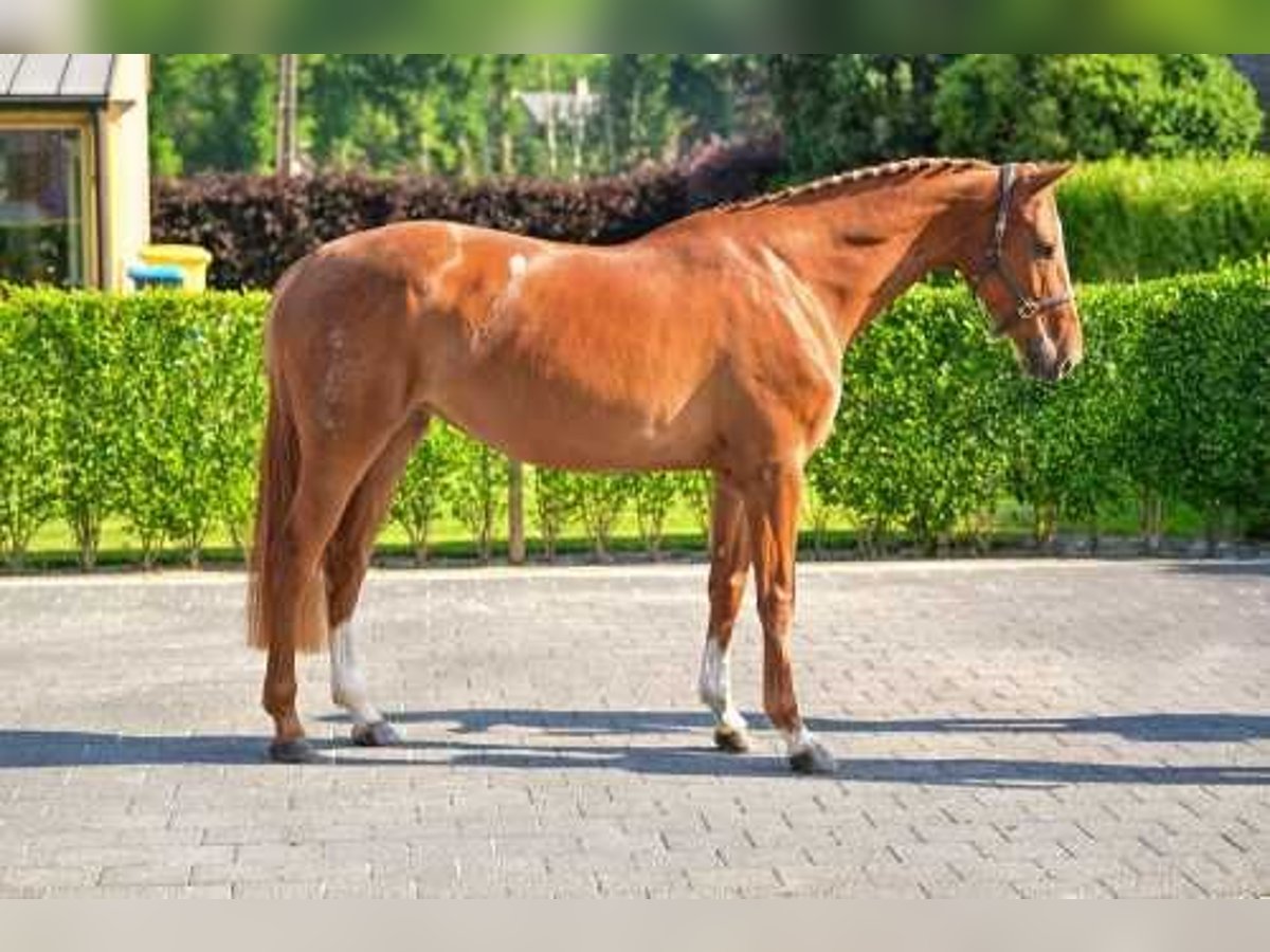 Belgijski koń gorącokrwisty Klacz 5 lat 164 cm Ciemnokasztanowata in Bladel