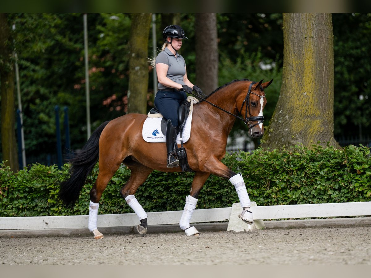 Belgijski koń gorącokrwisty Klacz 5 lat 165 cm Ciemnokasztanowata in Weert