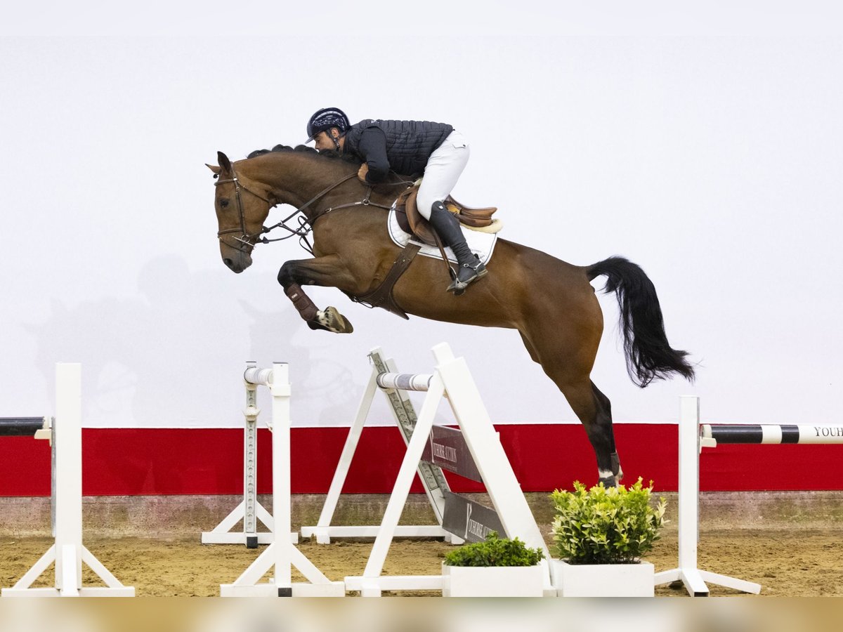 Belgijski koń gorącokrwisty Klacz 5 lat 167 cm Gniada in Waddinxveen