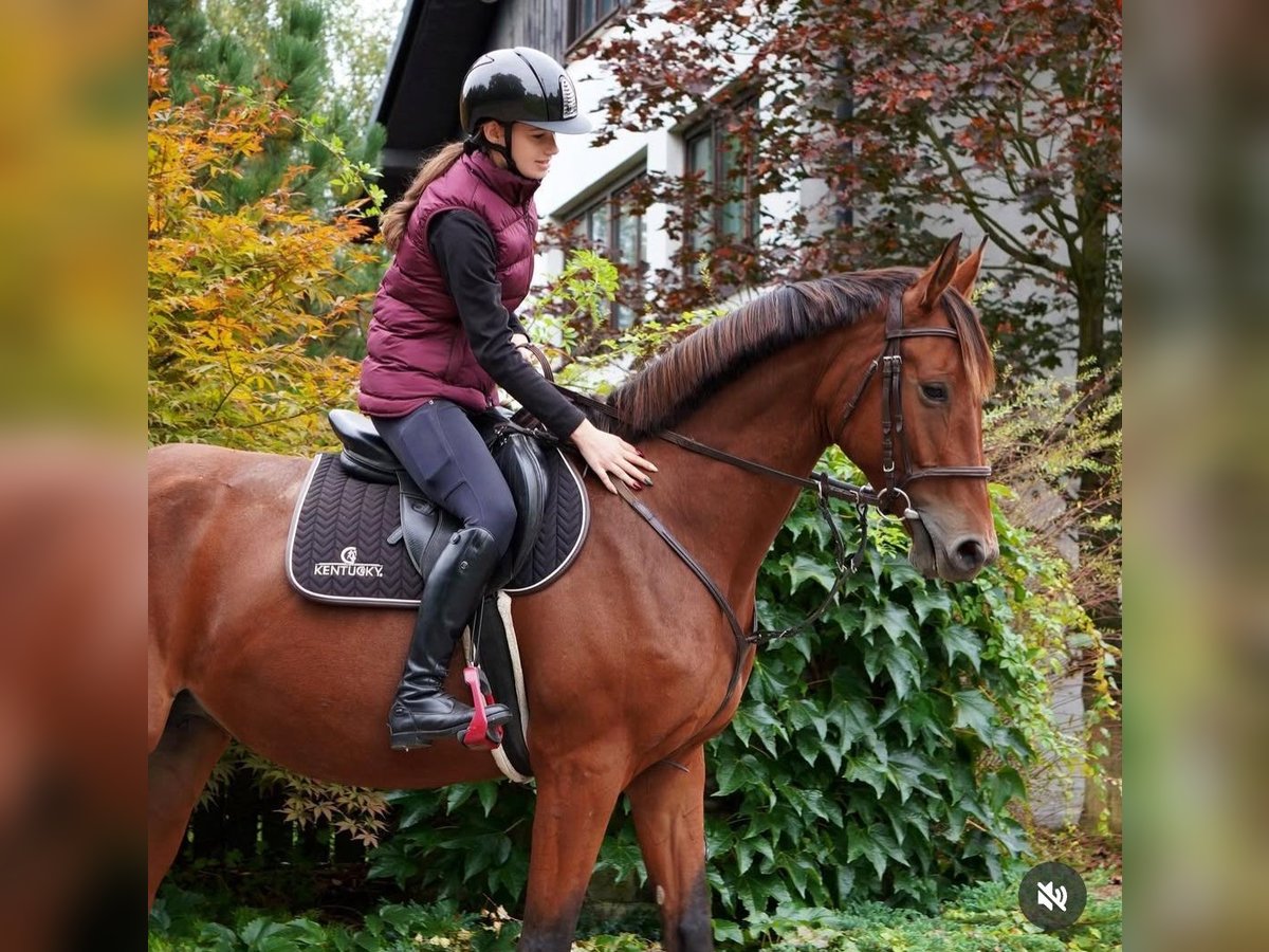 Belgijski koń gorącokrwisty Klacz 5 lat 168 cm Gniada in Żywiec