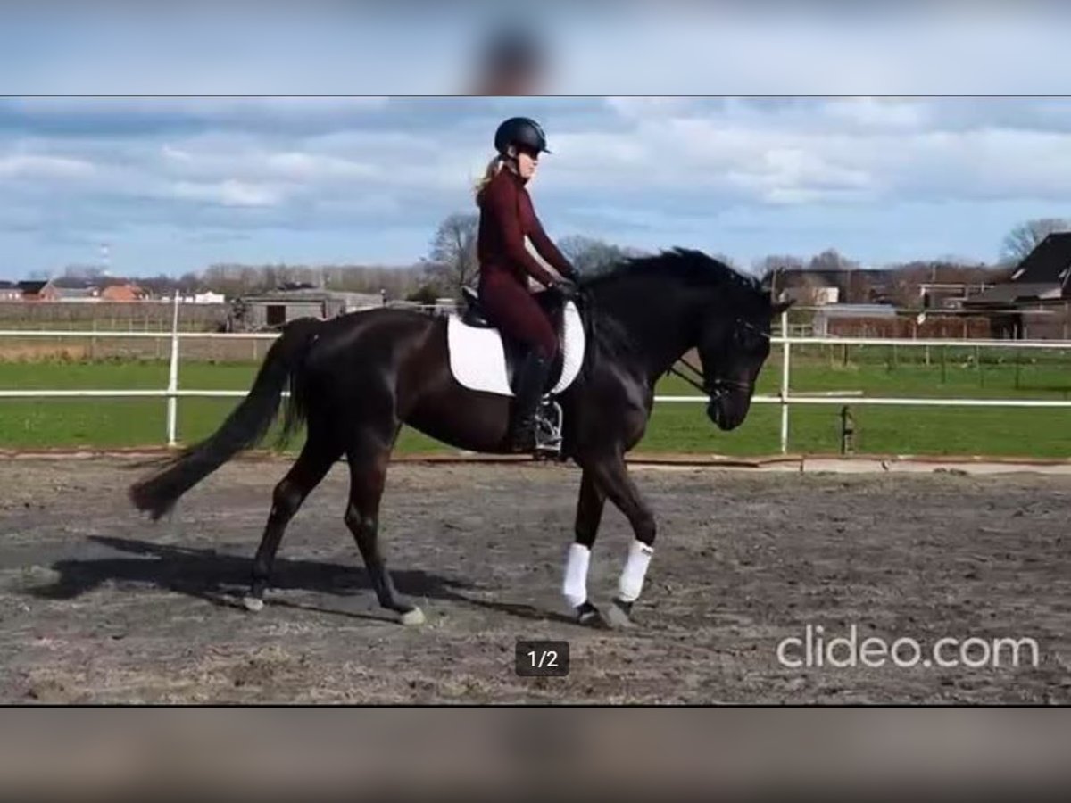 Belgijski koń gorącokrwisty Klacz 5 lat in Ranst