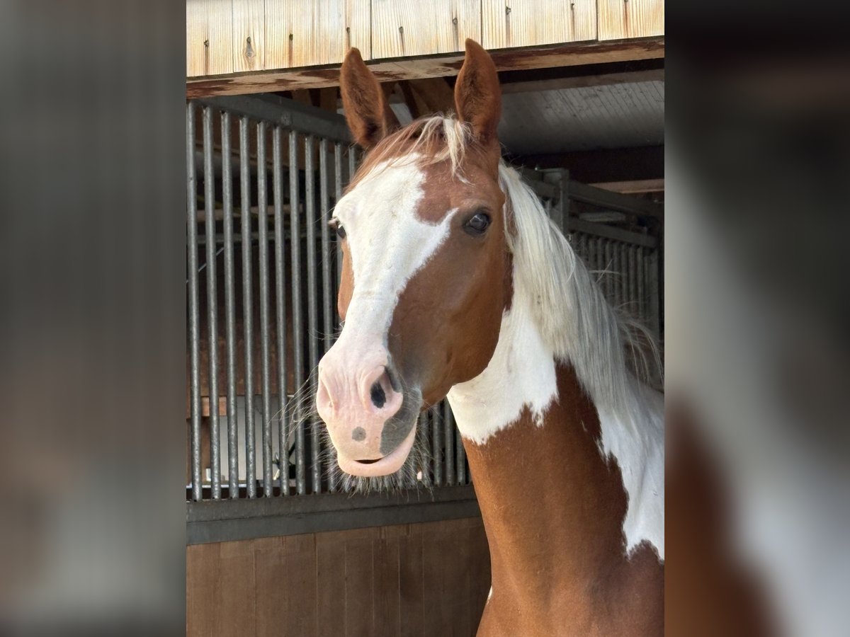 Belgijski koń gorącokrwisty Klacz 6 lat 158 cm Srokata in Wolfhalden