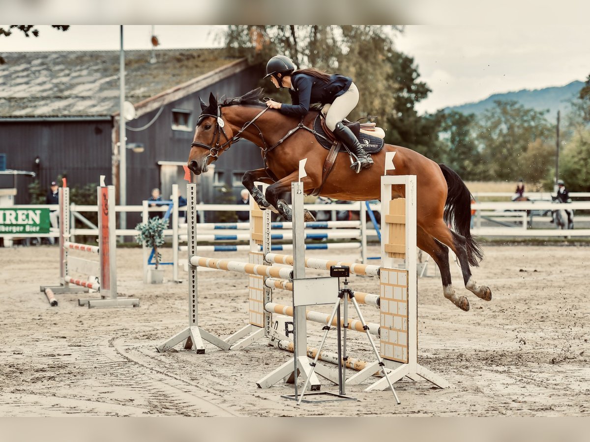 Belgijski koń gorącokrwisty Klacz 6 lat 166 cm Ciemnogniada in Gossau SG