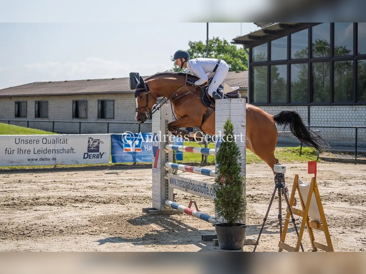 Belgijski koń gorącokrwisty Klacz 6 lat 166 cm Gniada in Hamm