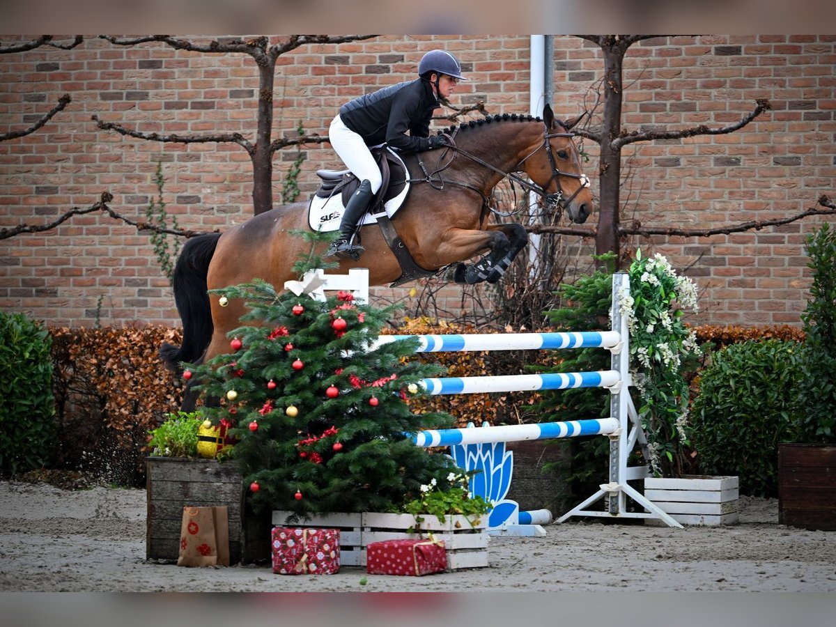 Belgijski koń gorącokrwisty Klacz 6 lat 168 cm Gniada in Bladel