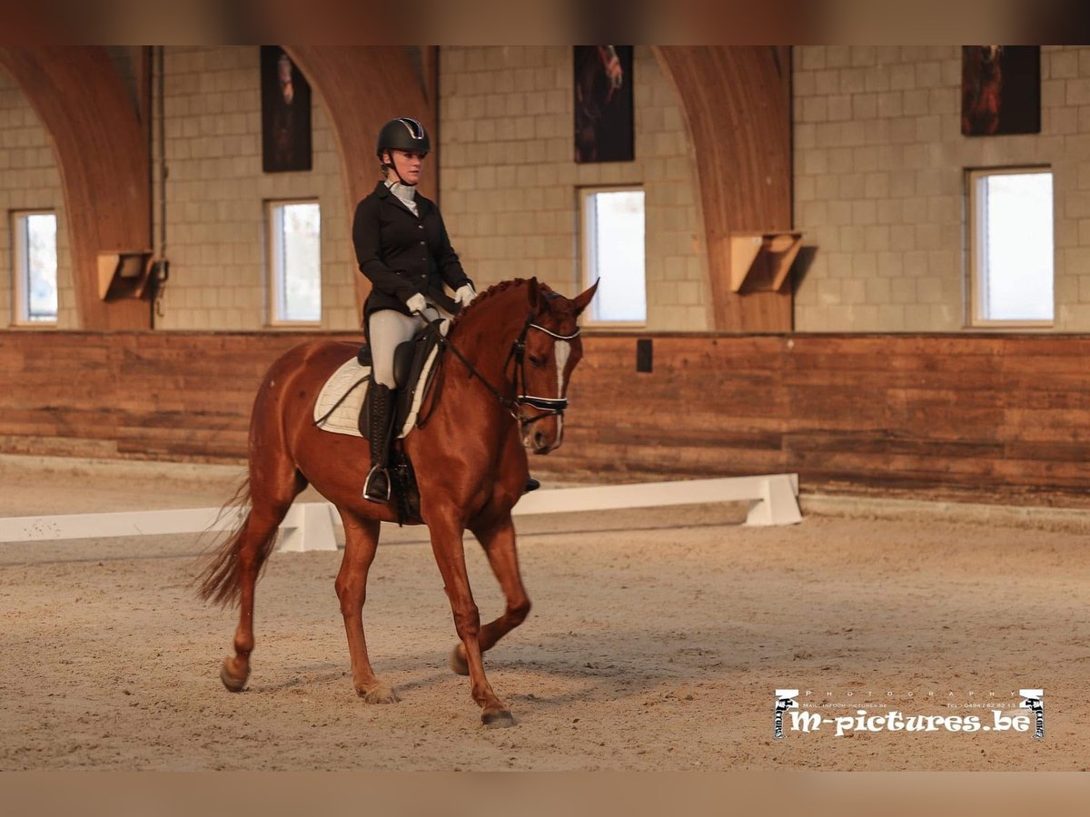 Belgijski koń gorącokrwisty Klacz 7 lat 165 cm Kasztanowata in Merksplas