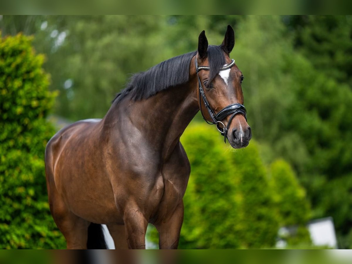 Belgijski koń gorącokrwisty Klacz 7 lat 170 cm Ciemnogniada in Mol