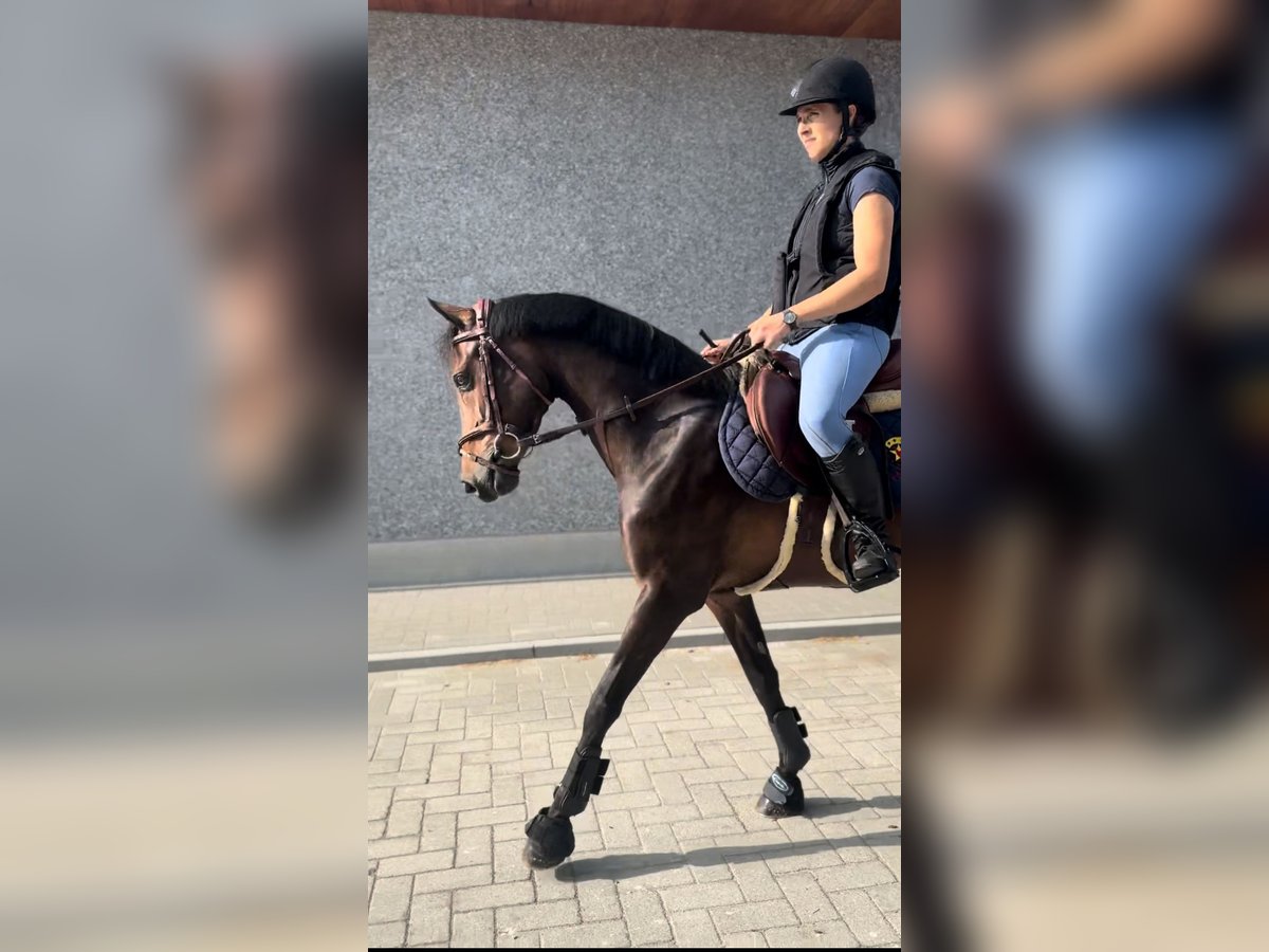 Belgijski koń gorącokrwisty Klacz 8 lat 143 cm Skarogniada in Li&#xE8;ge