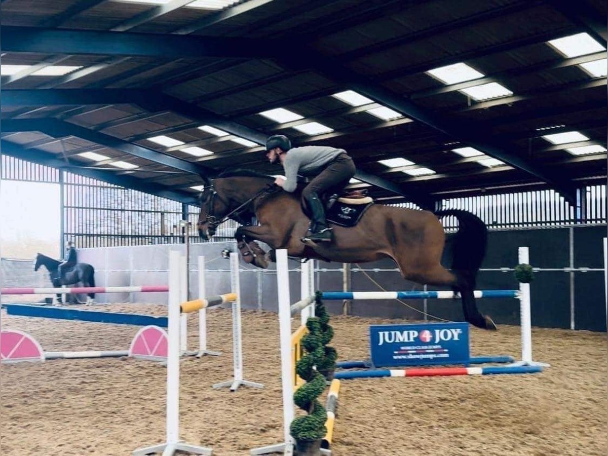 Belgijski koń gorącokrwisty Klacz 8 lat 165 cm Gniada in Warwickshire