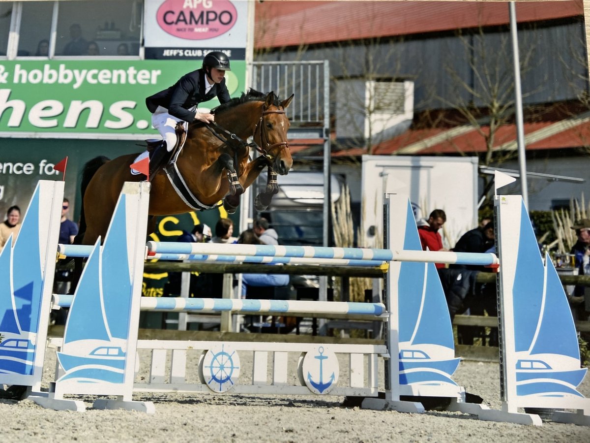 Belgijski koń gorącokrwisty Klacz 8 lat 169 cm Gniada in Brecht