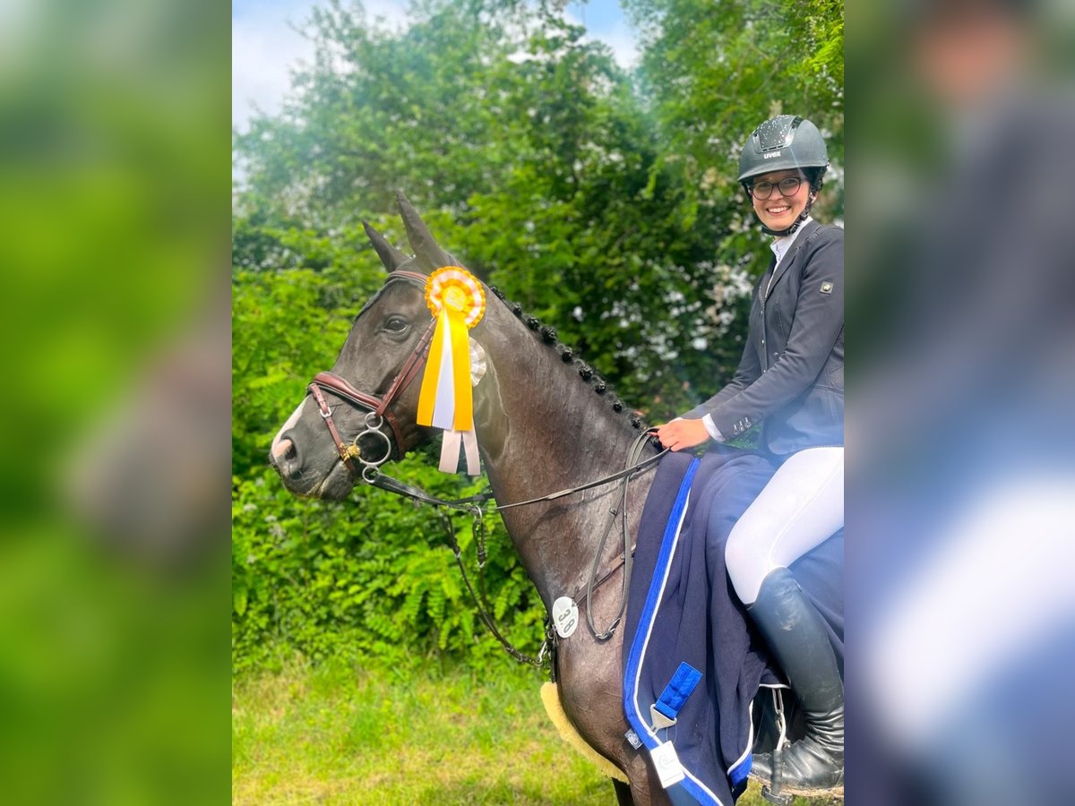 Belgijski koń gorącokrwisty Klacz 9 lat 163 cm Ciemnogniada in Stolberg (Rheinland)