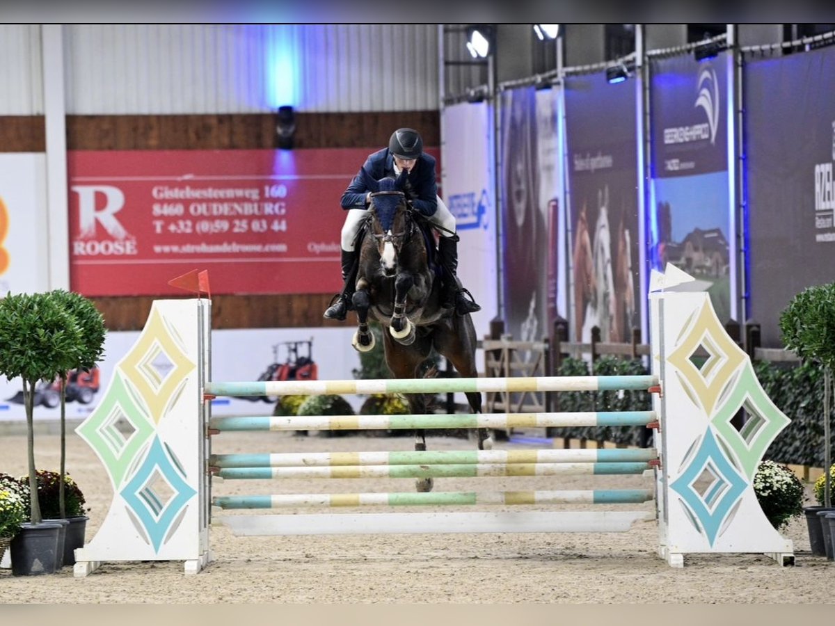 Belgijski koń gorącokrwisty Klacz 9 lat 168 cm Ciemnogniada in Maldegem