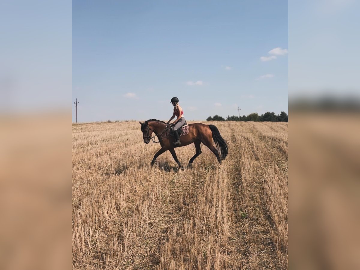 Belgijski koń gorącokrwisty Klacz 9 lat 168 cm Gniada in Gniezno