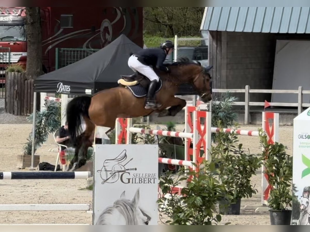 Belgijski koń gorącokrwisty Klacz 9 lat 170 cm Ciemnogniada in Enghien