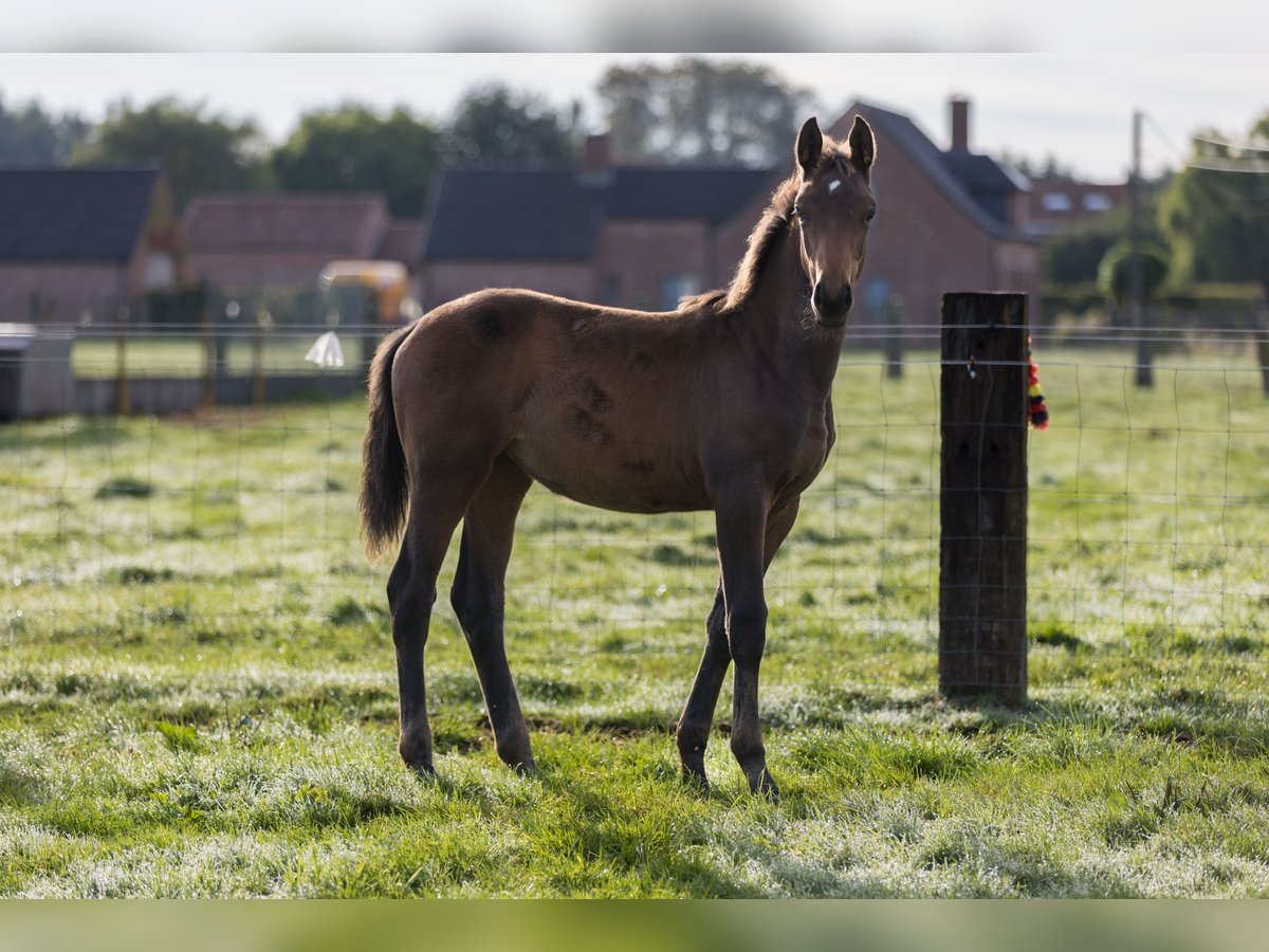 Belgijski koń gorącokrwisty Klacz Źrebak (06/2024) 125 cm Ciemnogniada in dentergem