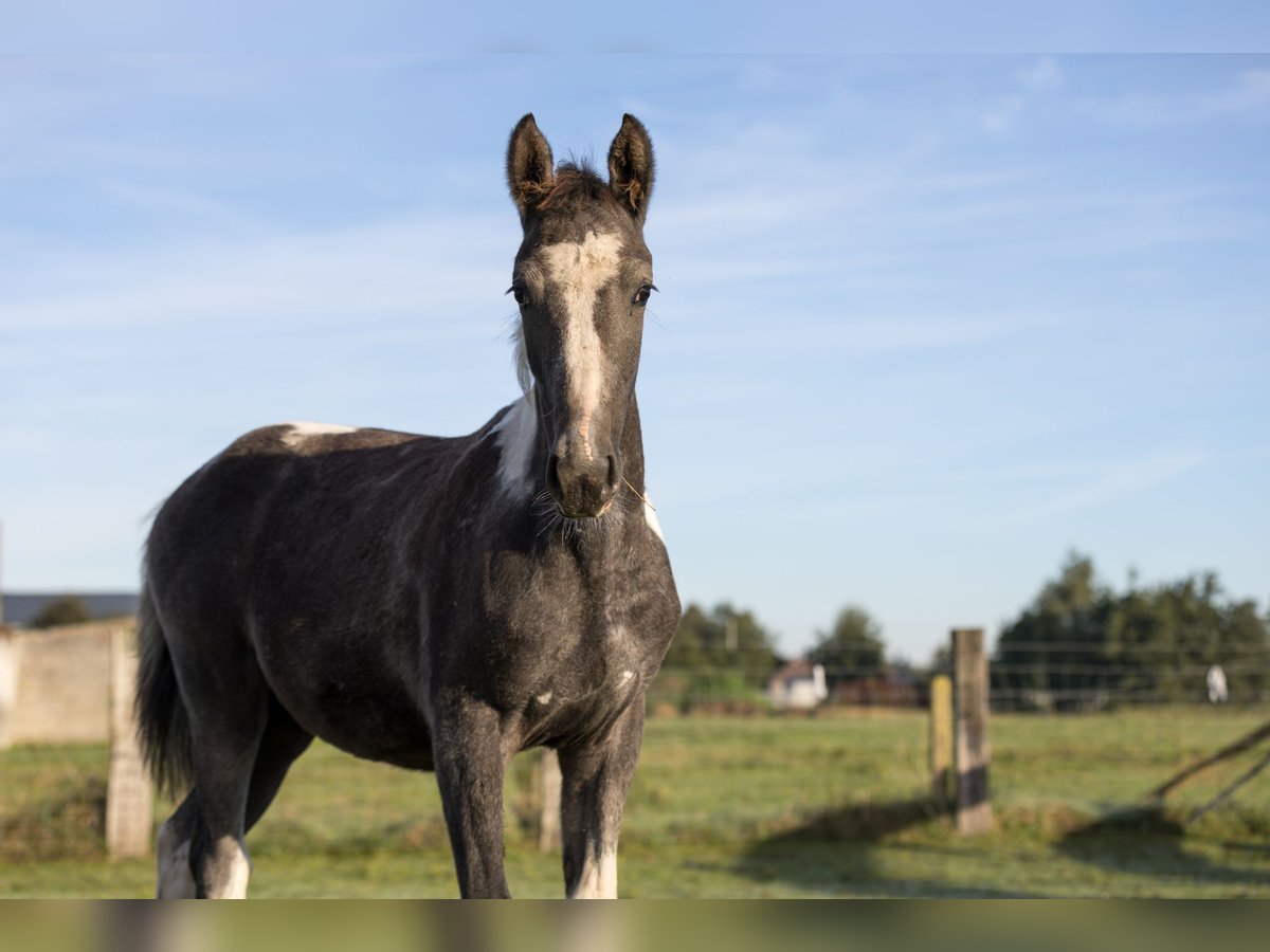 Belgijski koń gorącokrwisty Klacz Źrebak (05/2024) 130 cm Srokata in DENTERGEM