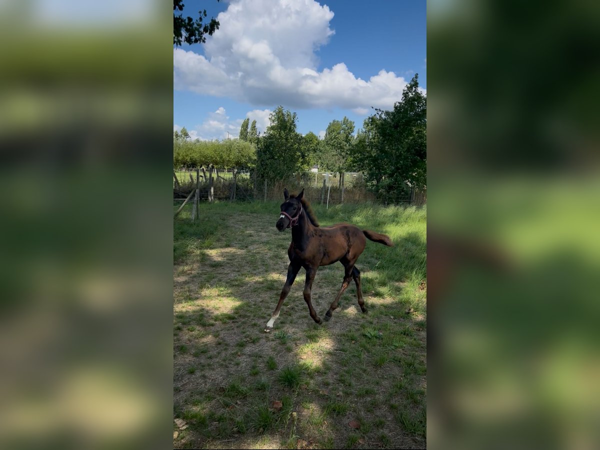 Belgijski koń gorącokrwisty Klacz Źrebak (05/2025) Ciemnogniada in Herzele