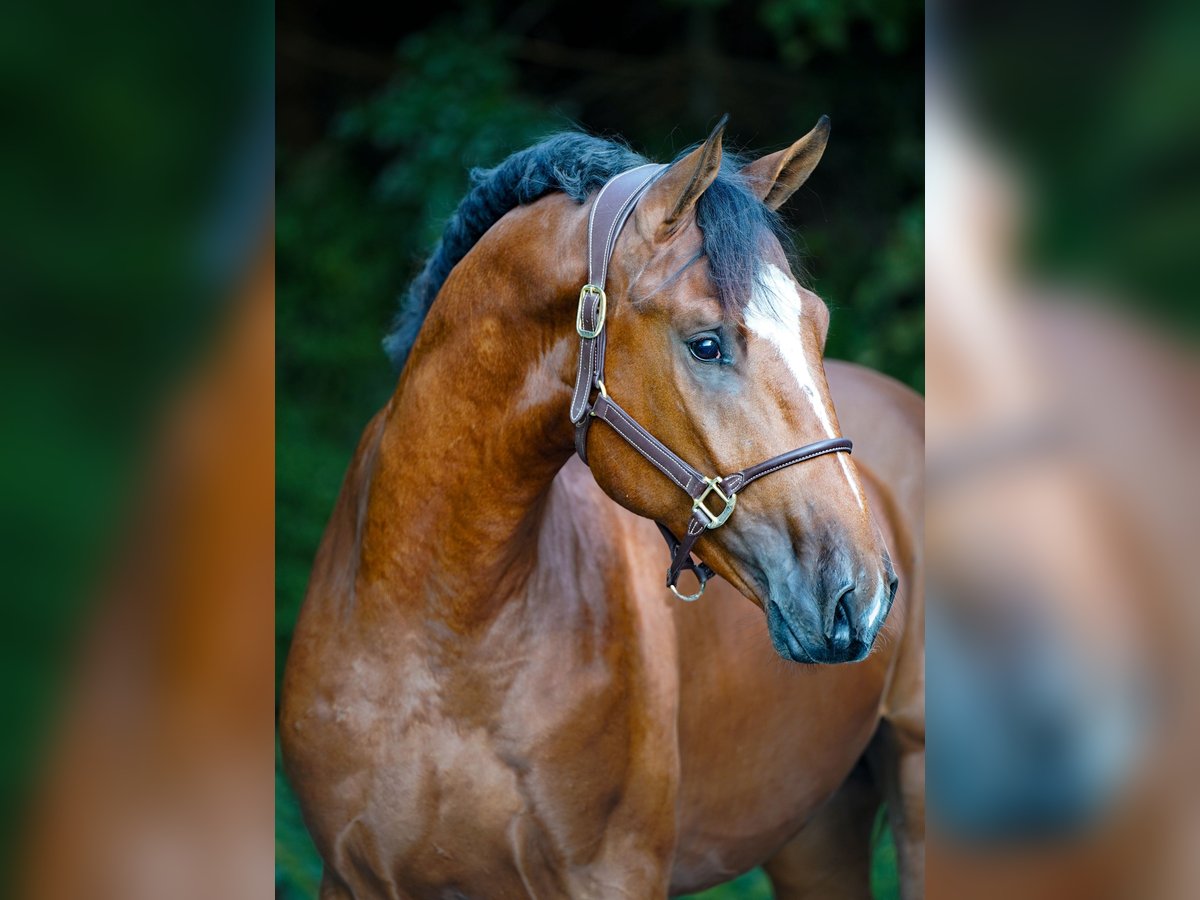 Belgijski koń gorącokrwisty Ogier 2 lat 168 cm Gniada in Schüttorf