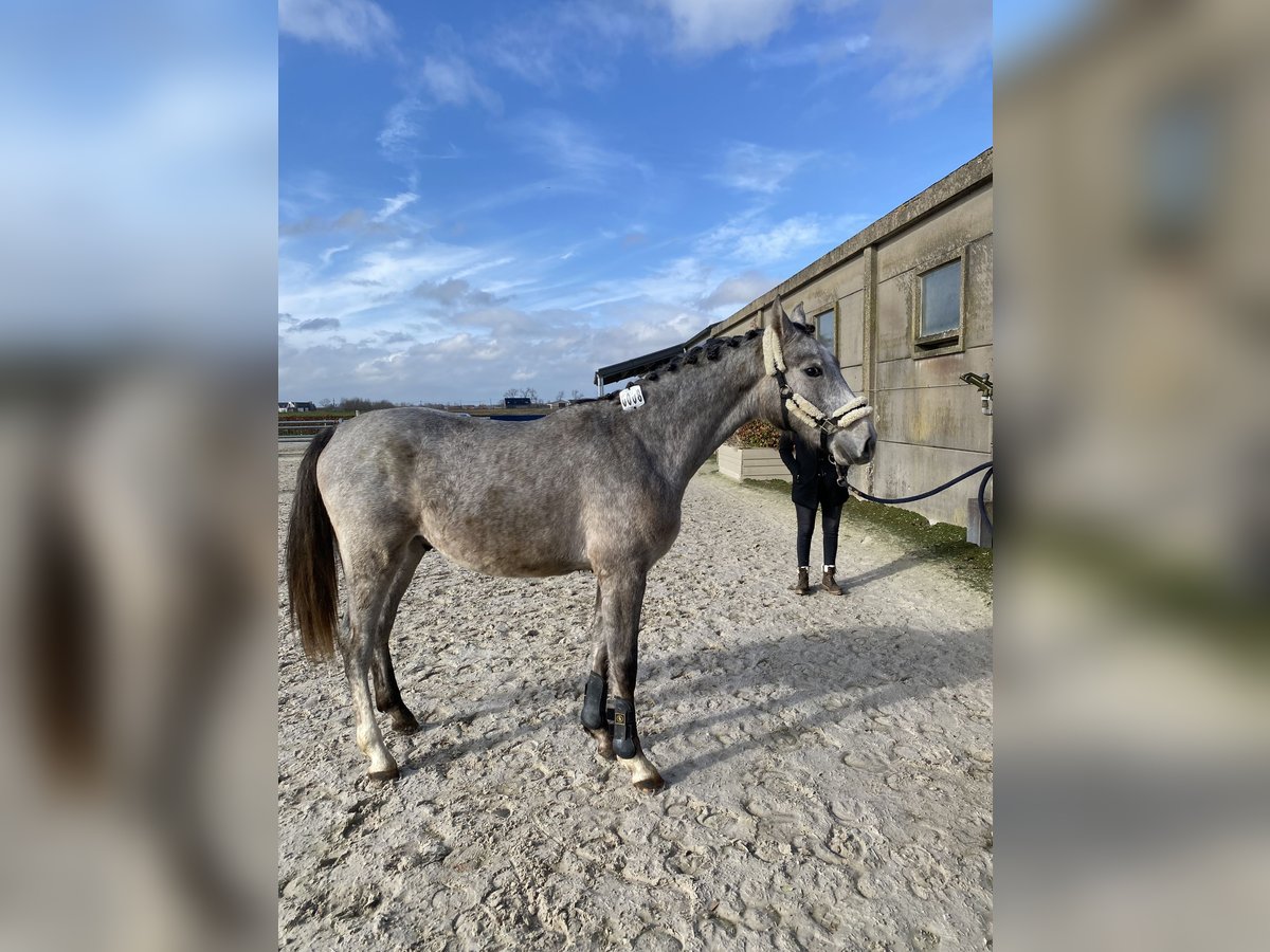 Belgijski koń gorącokrwisty Ogier 2 lat Siwa in Ichtegem