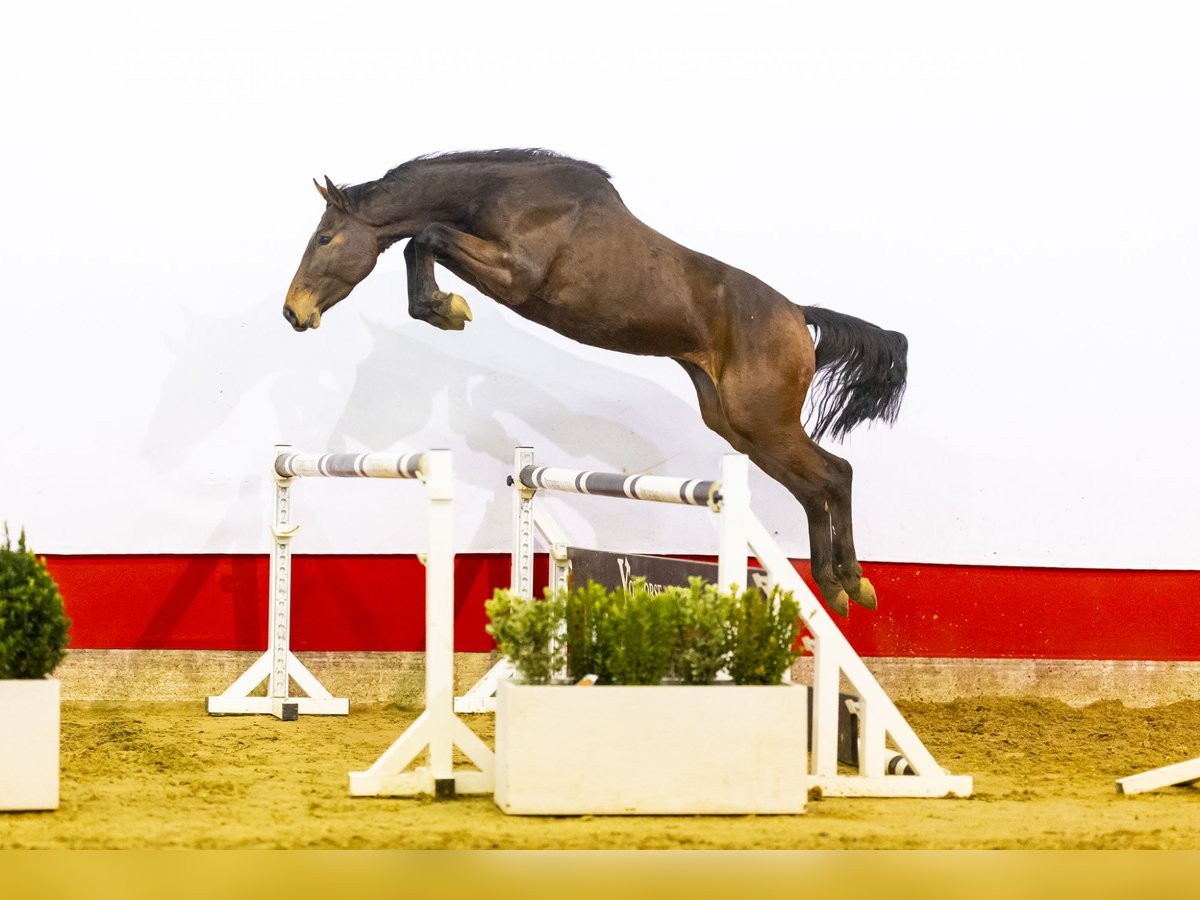 Belgijski koń gorącokrwisty Ogier 3 lat 156 cm Gniada in Waddinxveen